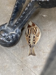 Passer domesticus