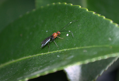 Oedemopsis