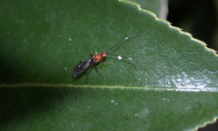 Oedemopsis