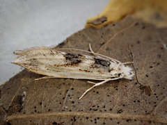 Tephrosara cimmeria