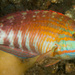 Gunther's Wrasse - Photo (c) Erik Schlogl, some rights reserved (CC BY-NC)