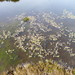 Mud Pondweed - Photo (c) Colin Meurk, some rights reserved (CC BY-SA), uploaded by Colin Meurk