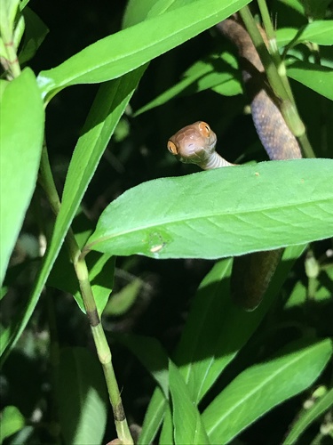 Brown Tree Snake sighting