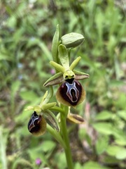 Ophrys sphegodes aesculapii