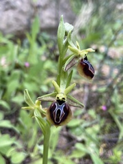 Ophrys sphegodes aesculapii