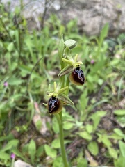 Ophrys sphegodes aesculapii