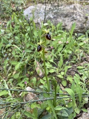 Ophrys sphegodes aesculapii