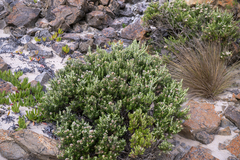Ozothamnus turbinatus