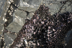 Brachidontes rostratus