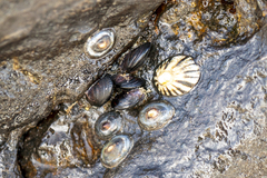 Siphonaria tasmanica