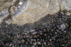 Brachidontes rostratus