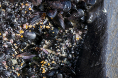 Brachidontes rostratus