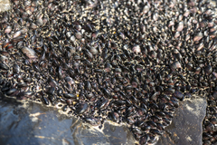 Brachidontes rostratus