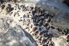 Brachidontes rostratus