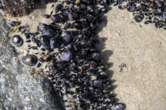 Brachidontes rostratus
