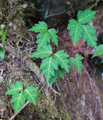 Toxicodendron orientale