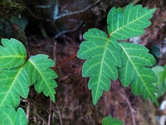 Toxicodendron orientale