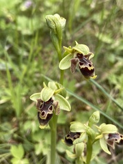 Ophrys umbilicata attica