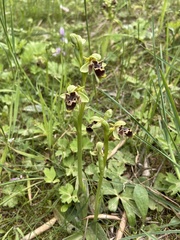 Ophrys umbilicata attica