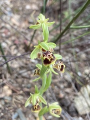 Ophrys umbilicata attica