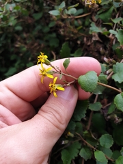 Brachyglottis sciadophila