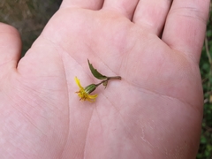 Brachyglottis sciadophila