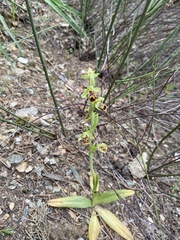 Ophrys umbilicata attica