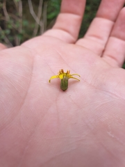 Brachyglottis sciadophila