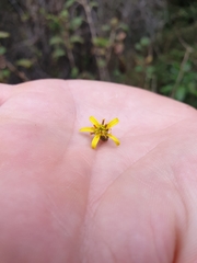 Brachyglottis sciadophila