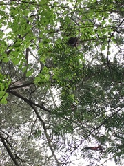 Pseudotsuga wilsoniana