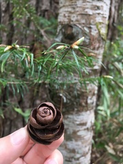 Pseudotsuga wilsoniana