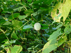 Cucumis sativus hardwickii