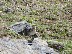Oenanthe isabellina