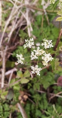 Anthriscus sylvestris