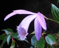 Pleione formosana
