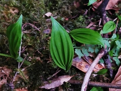 Pleione formosana