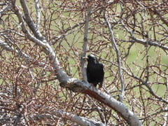 Sturnus vulgaris