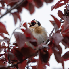 Carduelis carduelis