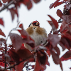 Carduelis carduelis