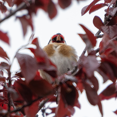 Carduelis carduelis
