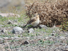 Oenanthe isabellina