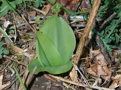 Platanthera chlorantha
