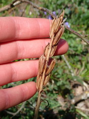 Platanthera chlorantha