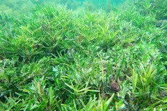 Amphibolis griffithii