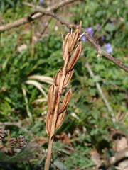 Platanthera chlorantha