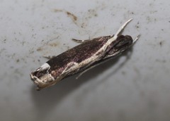 Chaliniastis astrapaea