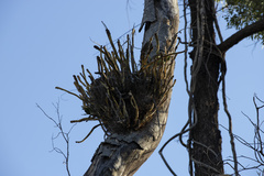 Dendrobium speciosum hillii