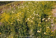 Galactites tomentosus