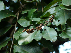 Bridelia retusa