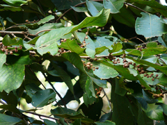 Bridelia retusa